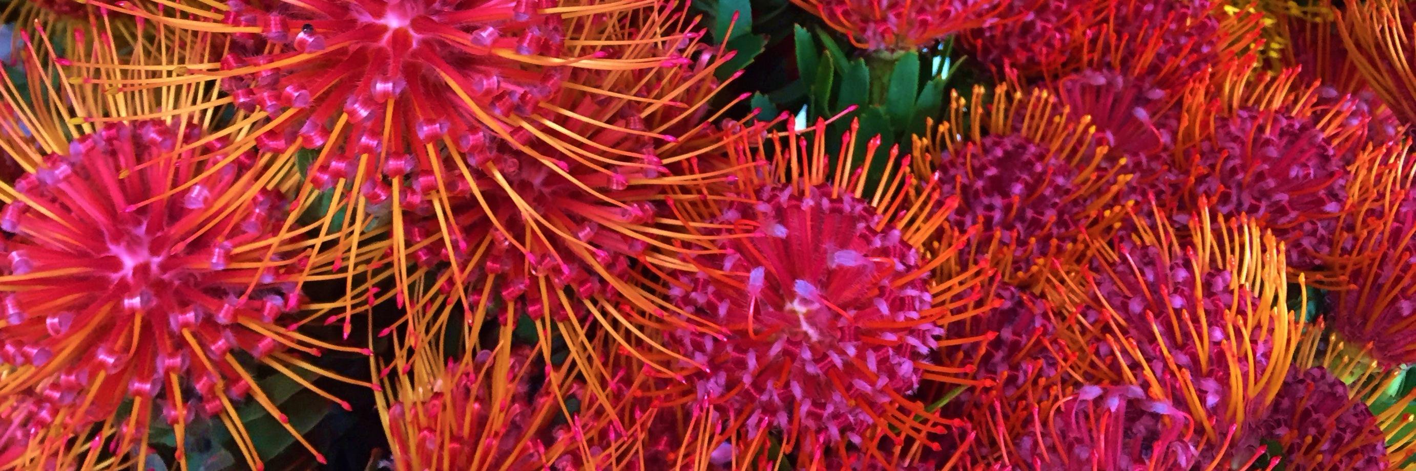 fbiflowers's profile banner image