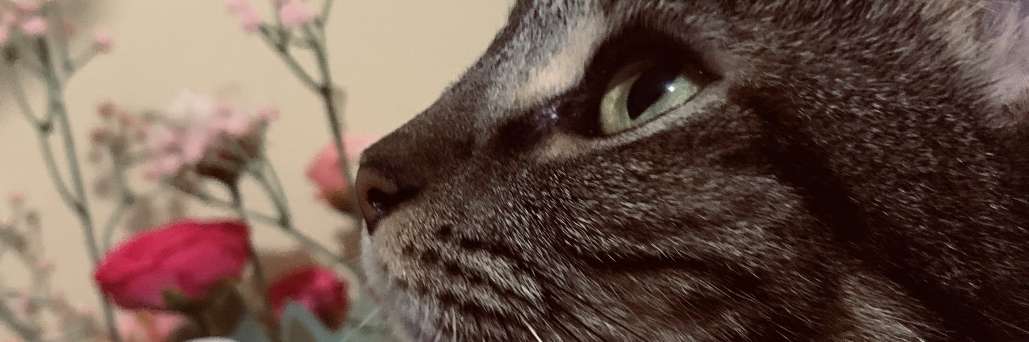 stef_aynie's profile banner image