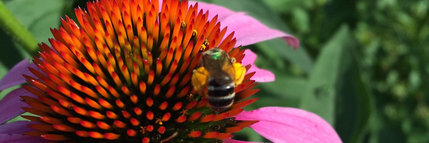 Timequake McQuaid banner