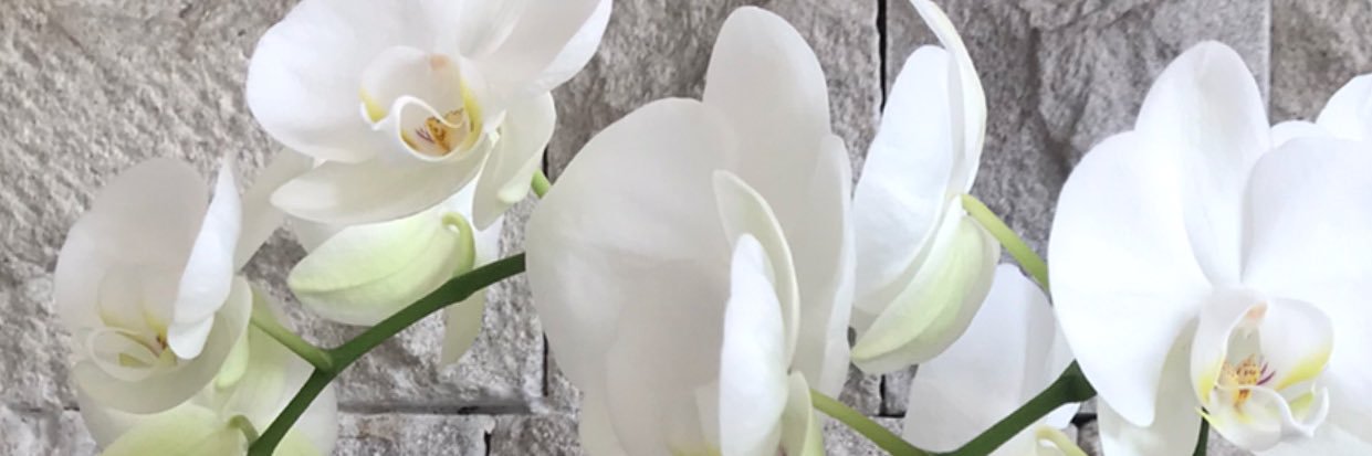 GgPerla's profile banner image