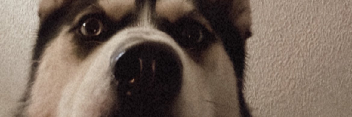 leahpolley's profile banner image