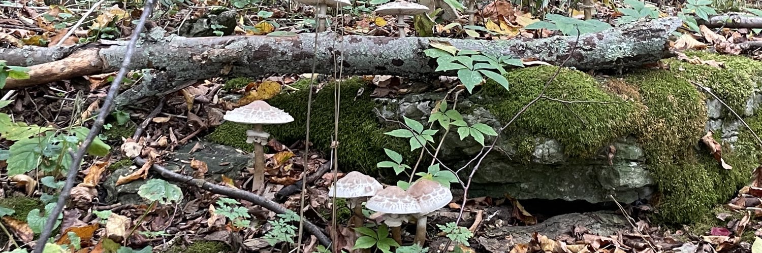 Dr. Ingrid Mattson banner