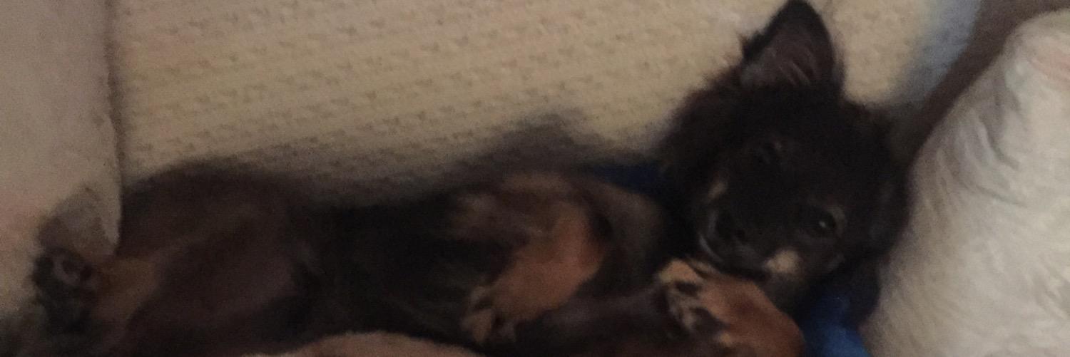 Sandyfects's profile banner image