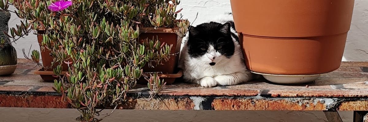 SrCooper! ⚡️- Ramen Lover 🍜 - 🇦🇷 🇪🇸 banner