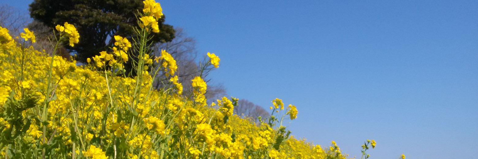 安純 banner