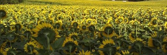 Hillary Hillarious Voted for Harris-Walz banner