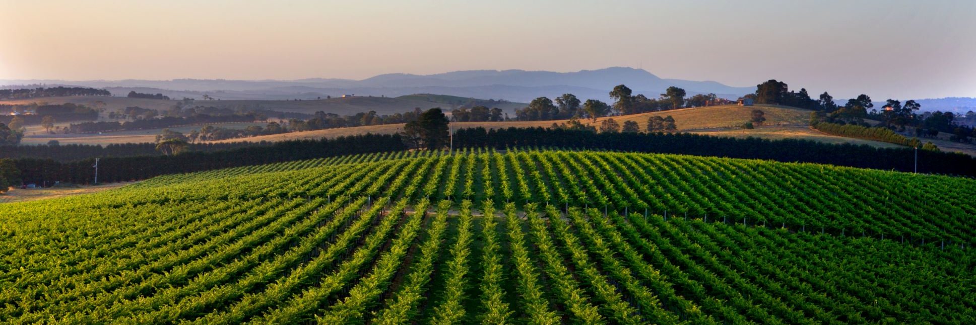 MandalaWines's profile banner image
