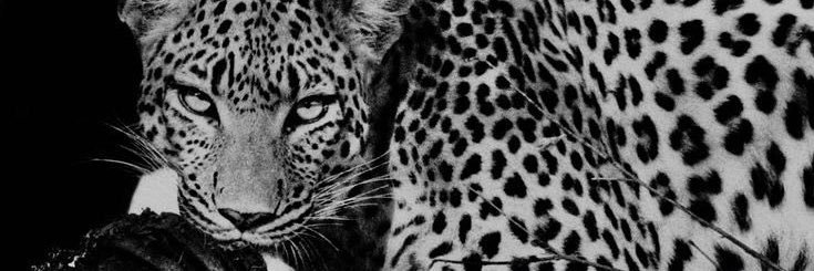 __allshewrote's profile banner image