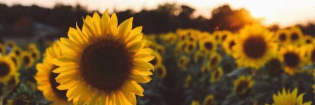 marleyyrobert's profile banner image