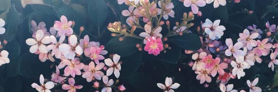 perlacarrill0's profile banner image