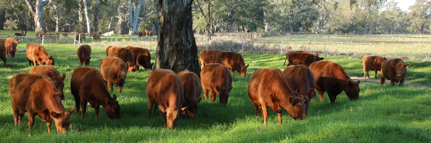 RedAngusAus's profile banner image