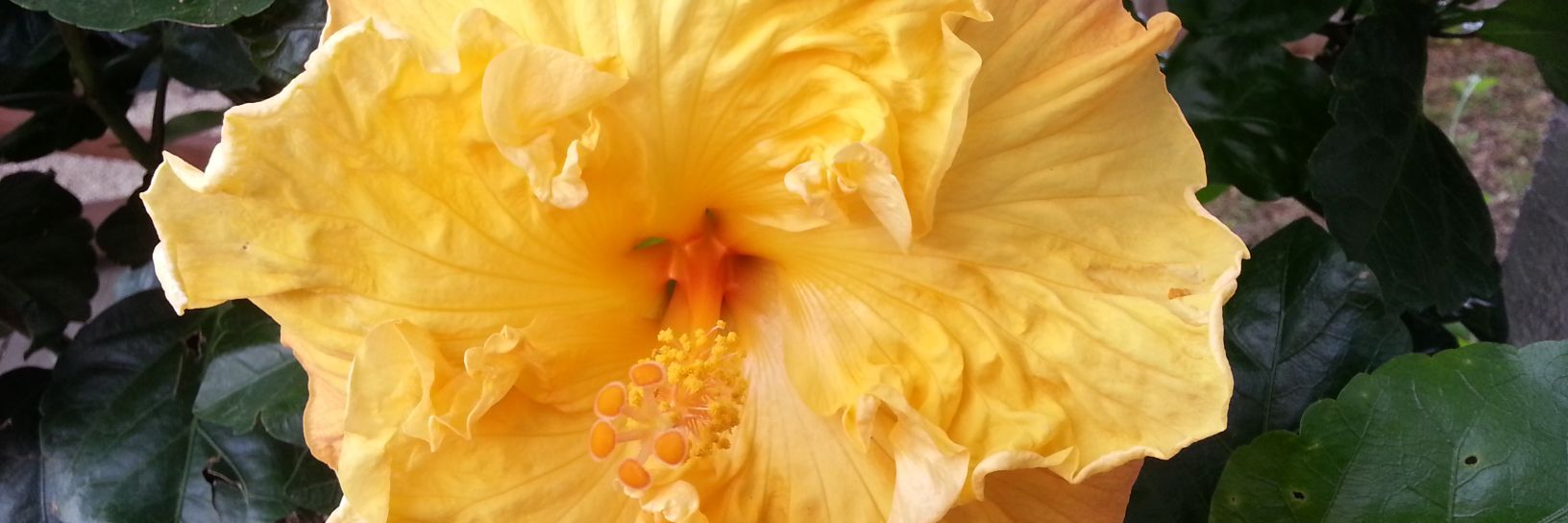 Linda Zarakas banner