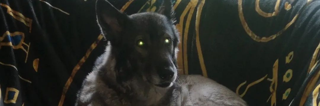 david john agg banner