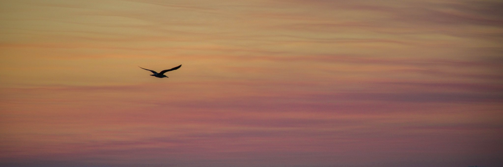 Stephany Ferreira banner