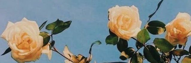 primarosadk's profile banner image