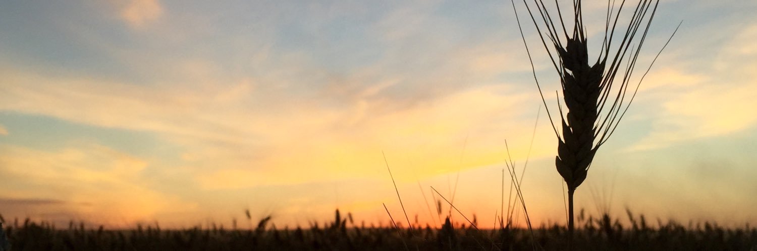 MegzReynolds's profile banner image