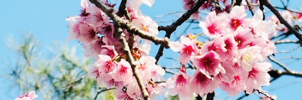 _kayo_i Profile Banner