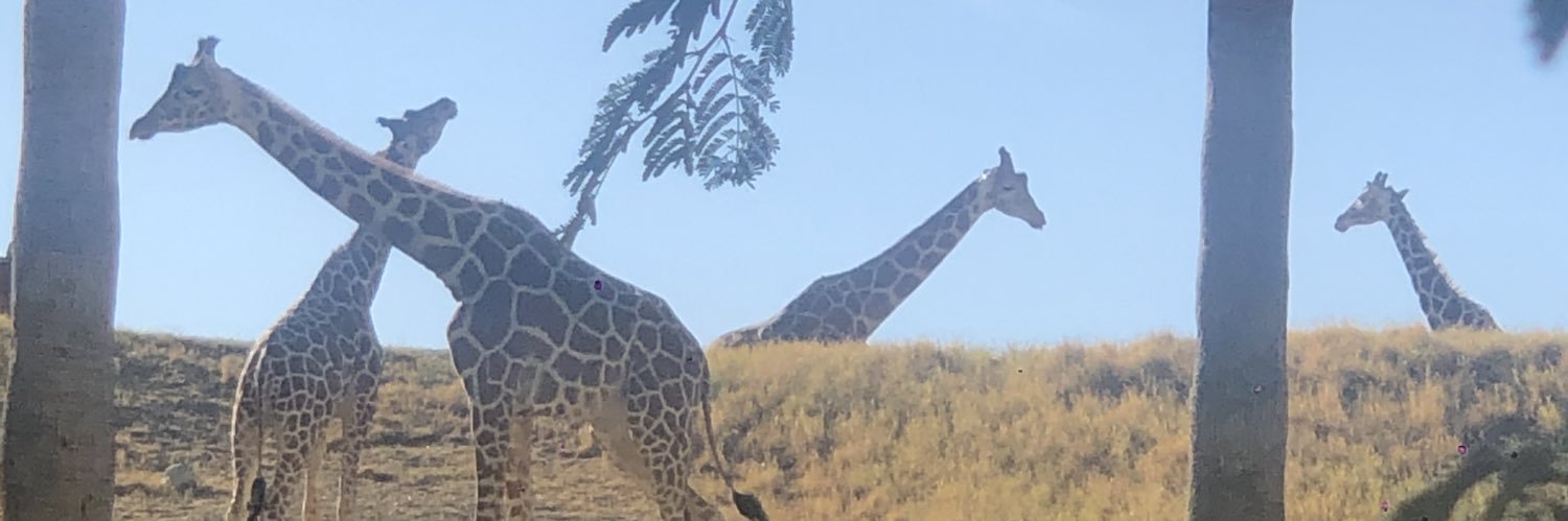 lb_buddha's profile banner image
