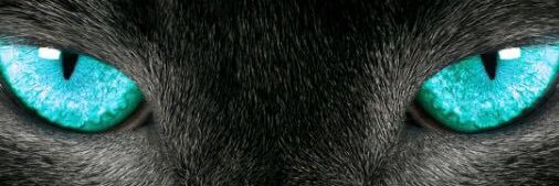 BonBonCat banner