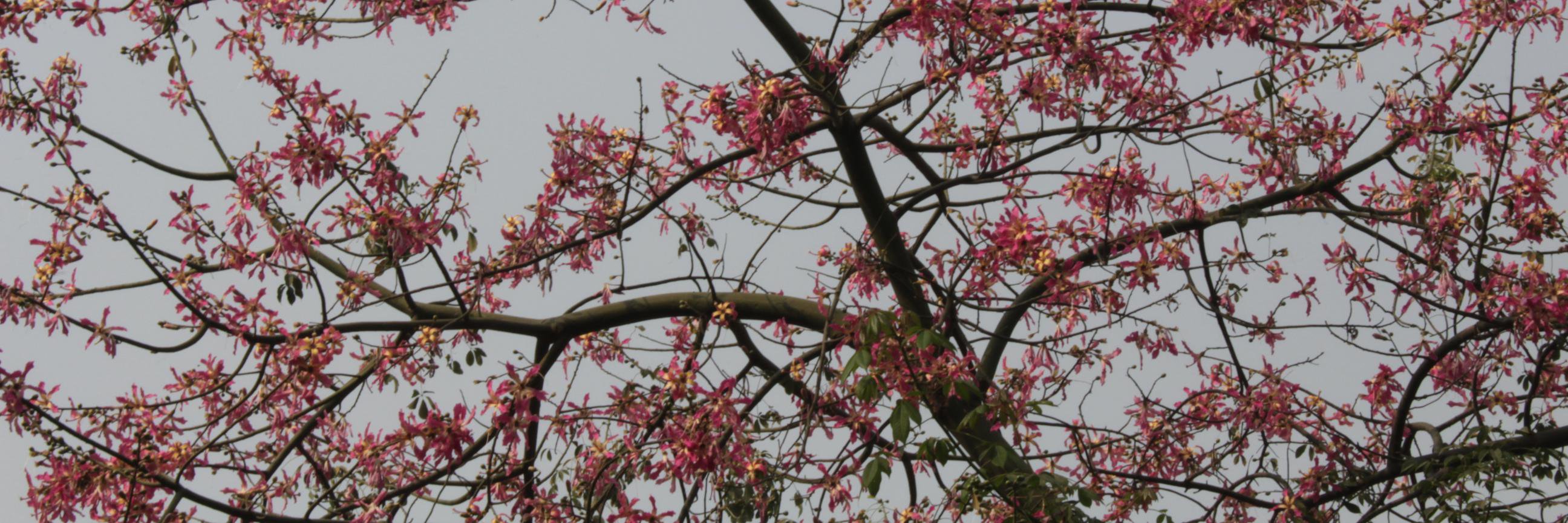 SwatiBassi's profile banner image
