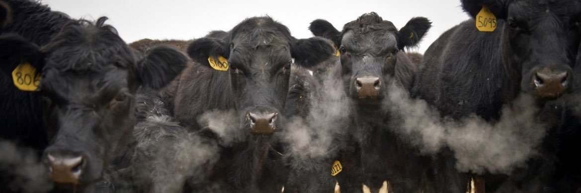 Dian52 🇲🇽 banner