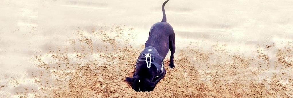 Max the Staffie banner