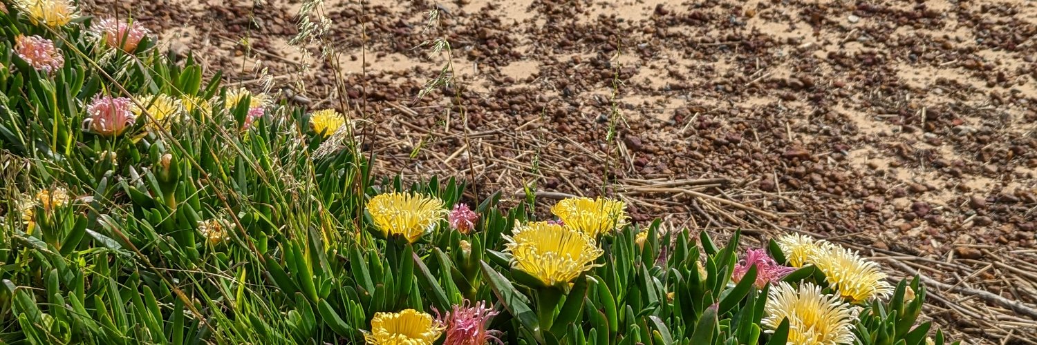 TweetyPi🏳️‍🌈🇦🇺🦘 banner