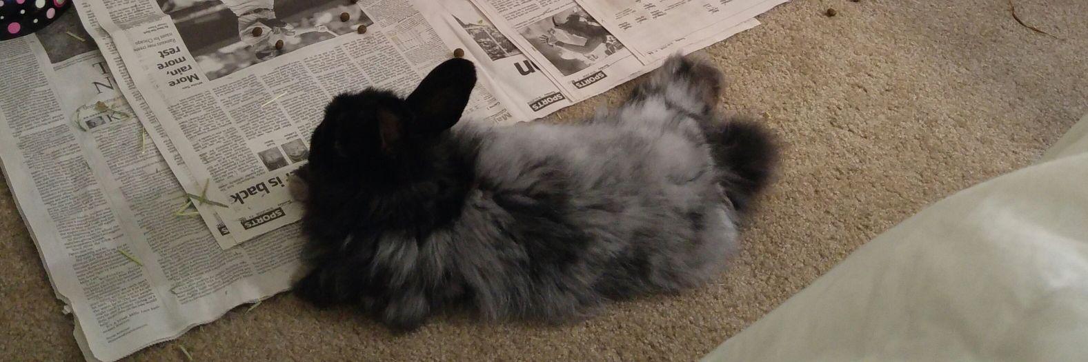 MosleyBunny's profile banner image