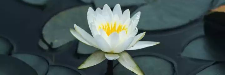 vikasinghh's profile banner image