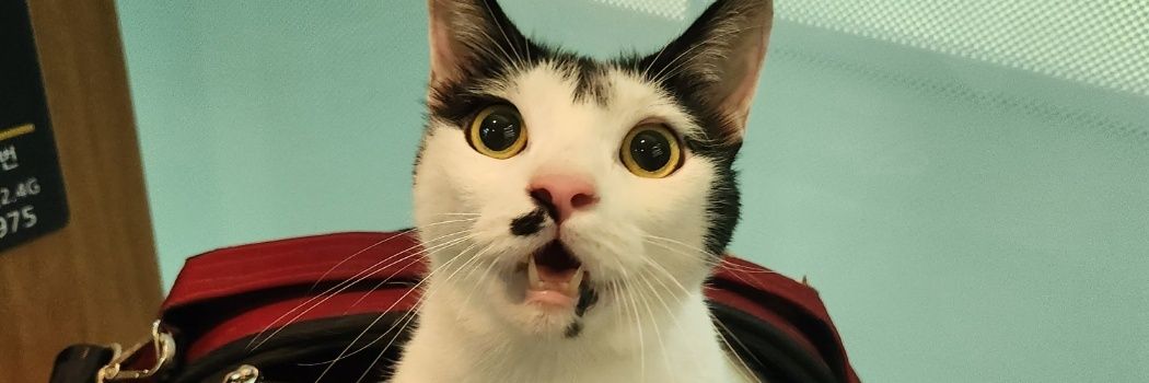 JAMONG_cat's profile banner image