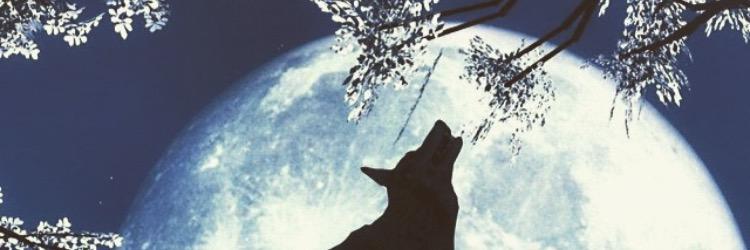 Dear_Chelsi's profile banner image