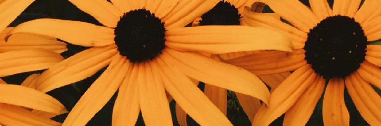 sandy odeh🗝️ banner