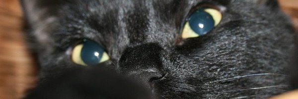 abaotic Profile Banner