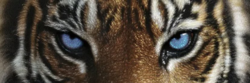sidejawnsteve's profile banner image