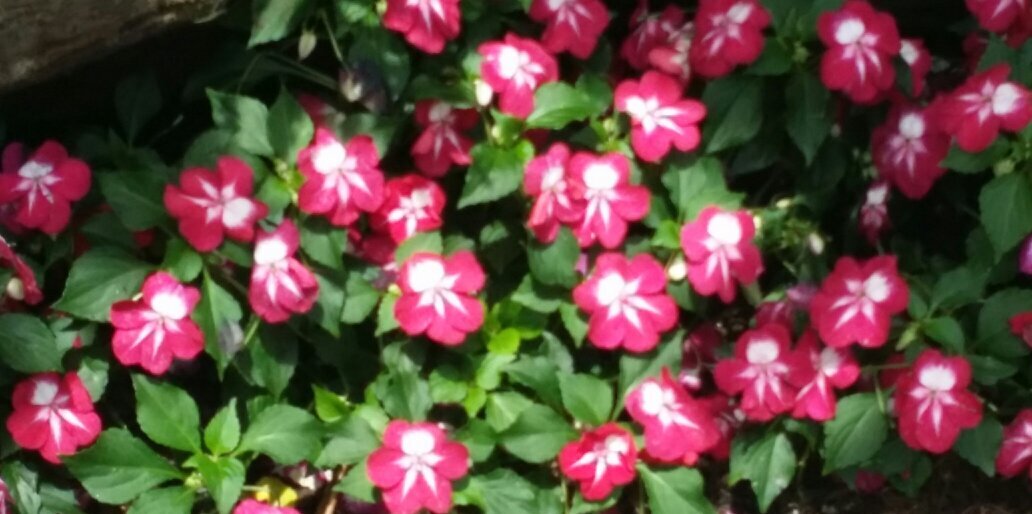rodorice's profile banner image