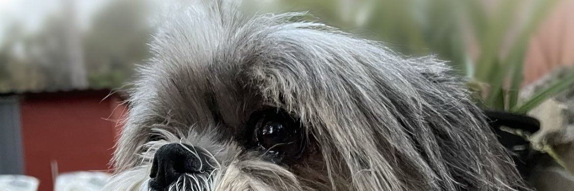 Esther🐨 banner