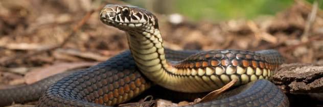 SNAKE banner
