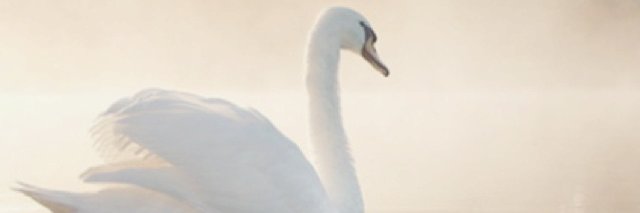 rxostter's profile banner image