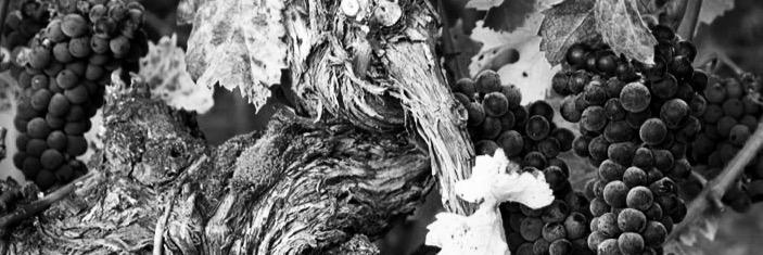 daniel_manetti's profile banner image