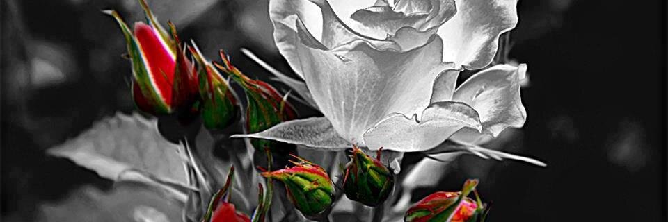 ArmelleLefebvre's profile banner image