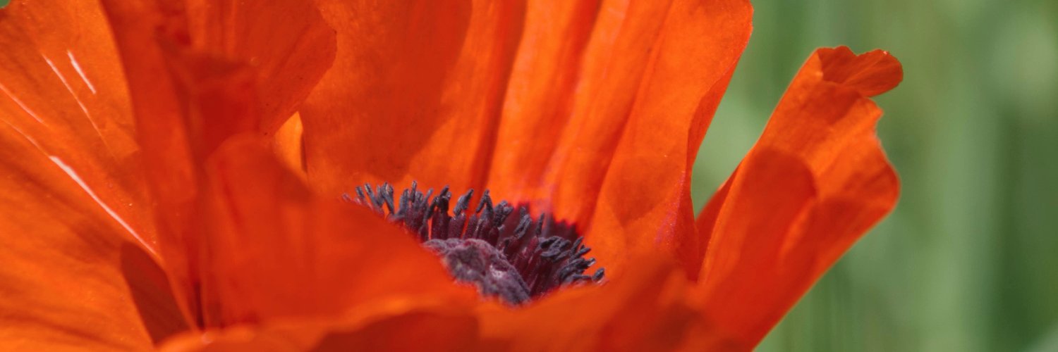 Tracy_Schaaf's profile banner image