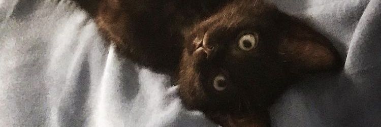 KTmvri3l's profile banner image