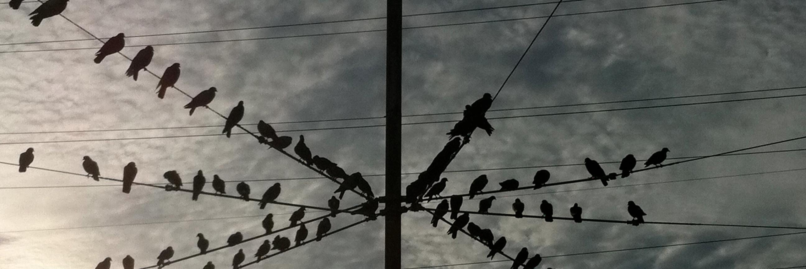 Стефан 🇺🇦🇨🇦 banner