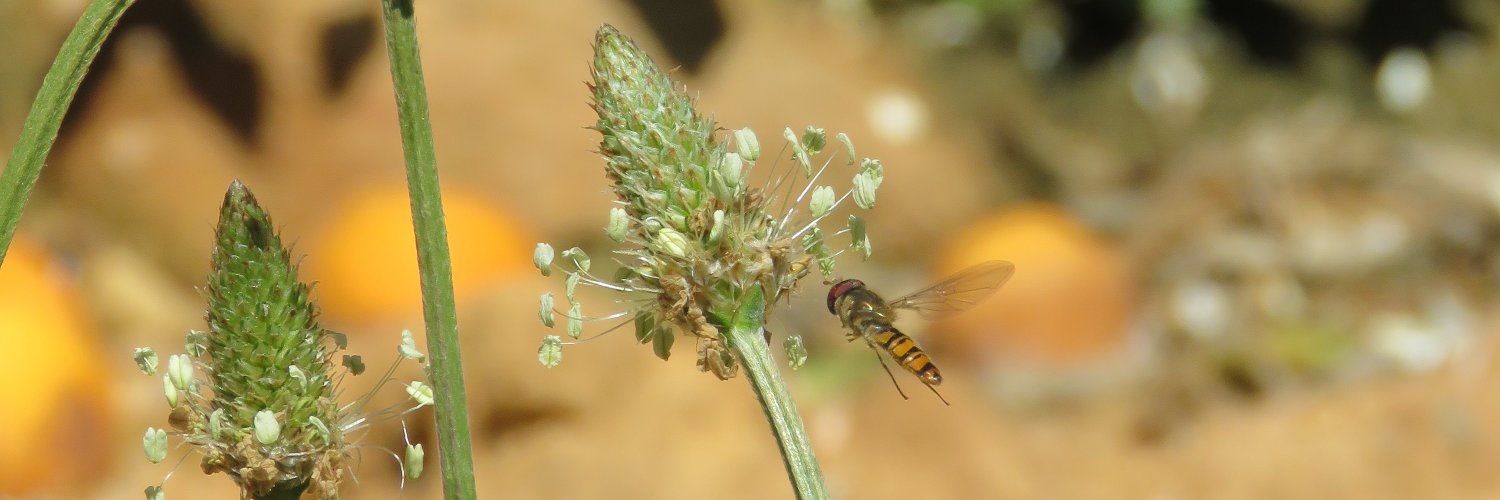 Entomologic_al's profile banner image