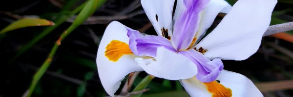 SarahGoodier Profile Banner