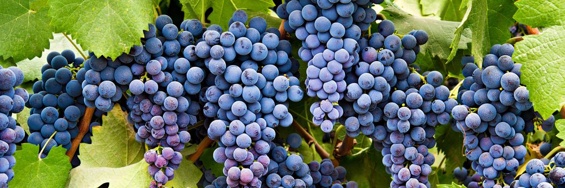 Dear Wine banner