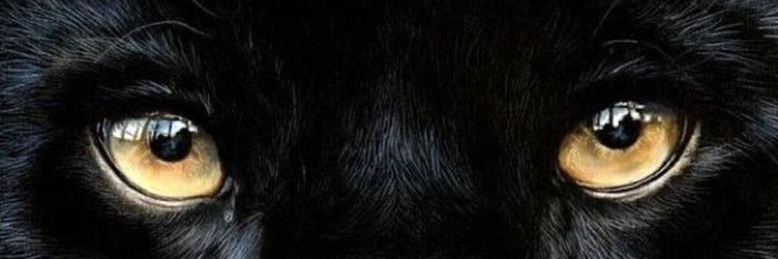 ssilvamay's profile banner image