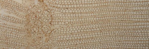 umich_paleobot Profile Banner