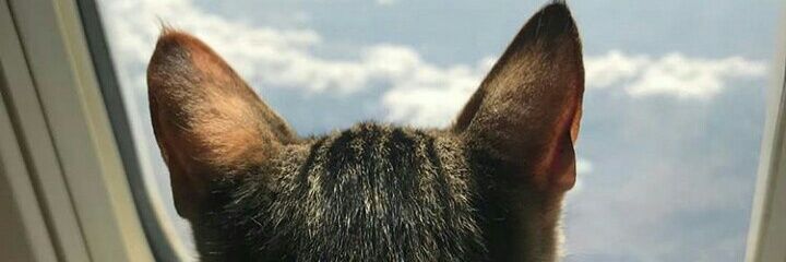flormarquez249's profile banner image