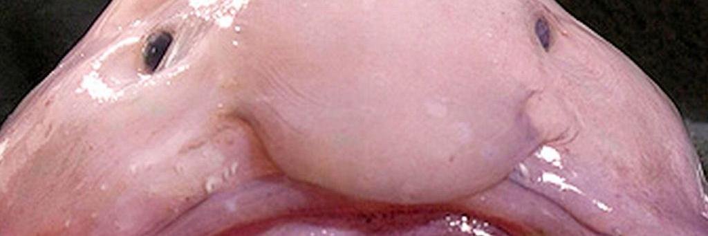blobfishXL's profile banner image